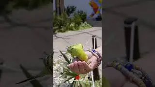 A Person Feeding a Bird #shorts #feeding #birds