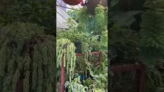 Creative Nursery #nepal #plants #flowers #sacullent #nature