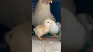 Tiny Peepers: Welcoming Our Newest Feathered Friends! #chicken #adorable #cute #chicks #new #shorts