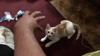 Dusty vs "The Claw!"