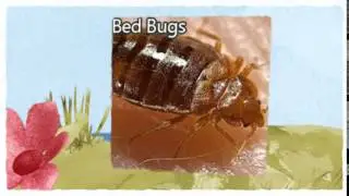 Official Pest Control Patterson CA 209-456-5665 Bed Bugs Treatment