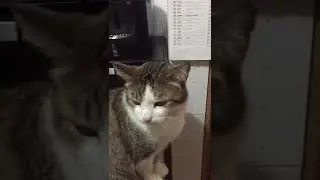 Il gatto fa miao