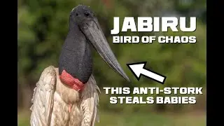 10 Jabiru Facts - The Tree Trunk Necked Bird of Chaos - Animal a Day J Week