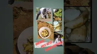Sweet Potato Harvesting | How to Cook Sweet Potatoes | Food Hyderabadi | Chilakadadumpa