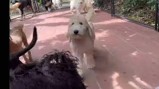 Balanced Obedience Puppy Training | Specializing in Service Dogs