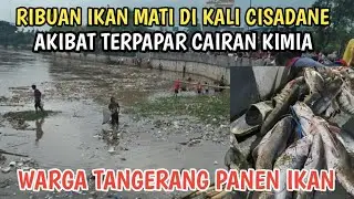 WARGA TANGERANG PANEN IKAN AKIBAT KALI CISADANE TERPAPAR CAIRAN KIMIA