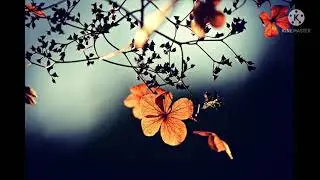 nature video || Its beauty