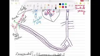Fetal circulation explained easy #cardiology #fetalcirculation