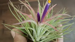 How To Care For Airplants Indoors 