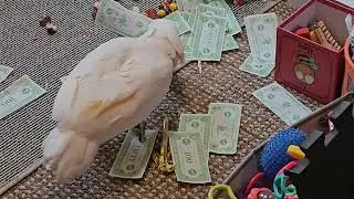 Can A Cockatoo Count Money 💰 