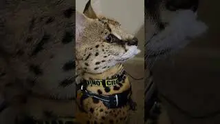 Is Pouncer guilty?