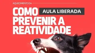 Como prevenir a reatividade de um Border Collie?