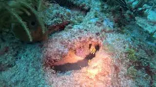 Crane Reef eel