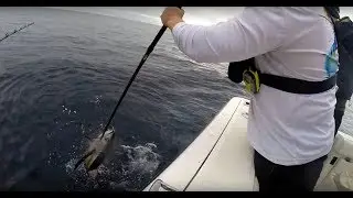 The Baitstop