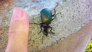 Fiery Searcher caterpillar hunter in New Jersey