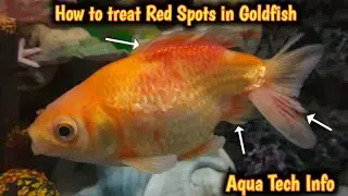 #264. How to treat Red Spots in Goldfish. (in Hindi)