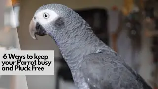6 Ways to Keep Your Parrot Busy and Pluck Free