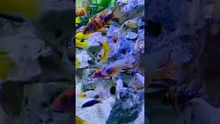 Fishtank - Australia