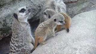 Curious Meerkat #Meerkat