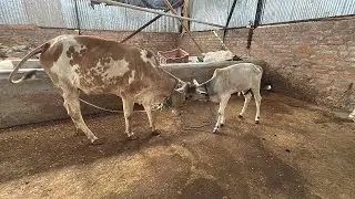 Oh Makrant 😳Ne Kya kar Diya😳￼Aisa￼ nahin Karna Tha Makarand Ko😔#cow #cowvideos #village #trending #y