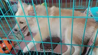 12. រៀនសាធុ— ឆ្កែឆ្លាតស្អាត បង្ហាញចិត្តសុភាពនិងគួរស្រលាញ់ 🐾💖  #poodle #puppy #dog #pets 