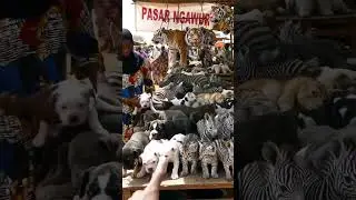 EXTREME ASIAN MARKET TIGERS, ZEBRAS & DOG PUPPIES IN ONE PLACE