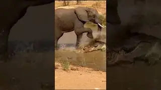 A Crocodile&rsquo;s Mistake That Ended Instantly!