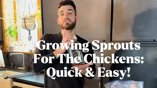 How to Grow Sprouts in Mason Jars 🌱 | Easy Winter Greens for Chickens