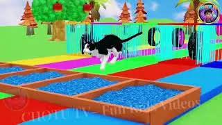 Funny Animals Obstacle Race 🌈🐶 | Kids Fun Video | Chotu TV
