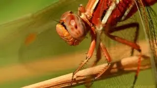 Fiona's Macro Photo World