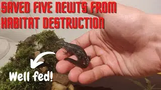 I Saved 5 Salamanders From Certain Death | Alpine and Smooth Newt Care, Feeding and Release in Wild