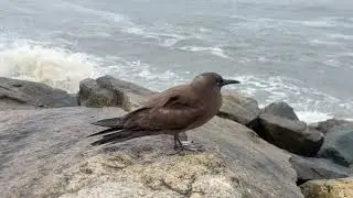 Brown noddy 