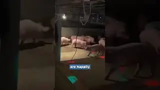Dancing Pigs: The Secret to Happy Animals in China