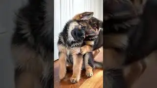 soothing sound#puppy #dog #puppysounds #cute