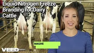 Liquid Nitrogen Freeze Branding for Dairy Cattle