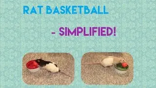 Rat Basketball - With Bowls (Simplified)!