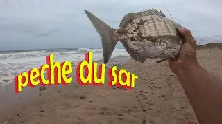 p&ecirc;che du sar en oc&eacute;an
