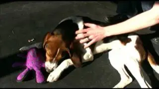 ADOPTED! Greydon: Cute Hound mix dog for adoption in Indianapolis