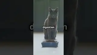 Top Foods for Your Cat's Digestion!