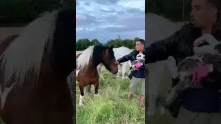 Wild horse encounters #wildhorse ￼#babywolf #swag ￼