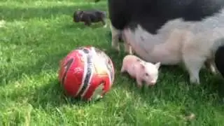 Mini Piglets playing....SO CUTE!