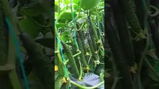 Pure natural green vegetables grown by myself, #NewFarmerPlan2025#ThreeAgriculturePlanting#PureNatur