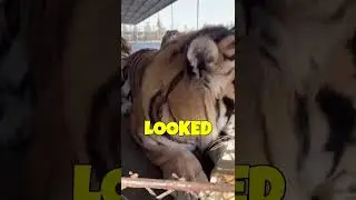 Storytime I tried to have a chill breakup. #short #BigCats #Tiger