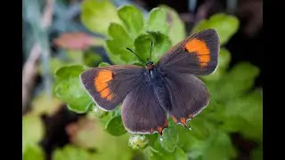 Saving Devon's Treescapes - Brown Hairstreak Training