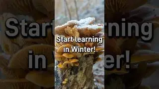 Why winter is a great time to start learning about mushroom foraging, and what to look out for!