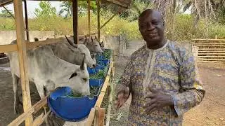 Feeding Cattle during dry season.