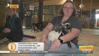 Spenker Family Farm and Goat Yoga!