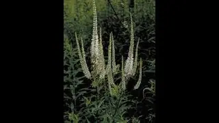 Species at Risk in the Tall-grass Prairie Episode 21- Culver's Root