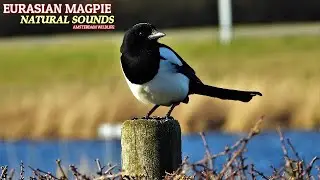 Eurasian Magpie Call & Sounds, The calls of the Eurasian magpie