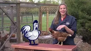 Defend the Flock &ndash; Healthy Harry: Live Bird Market